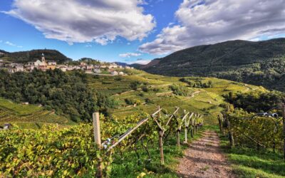 “DOLO-VINI-MITI: il festival dei vini verticali”: 6 -15 in  Val di Cembra