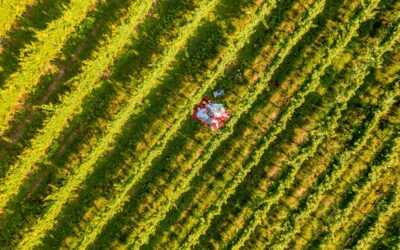 A MAGGIO SBOCCIANO LE GEMME DI GUSTO SULLA STRADA DEL VINO E DEI SAPORI DEL TRENTINO