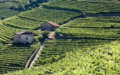 L’ultimo weekend del mese riflettori puntati in Val di Cembra per la 37^ rassegna dedicata al Müller Thurgu