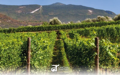 GRANDI SFIDE IN VISTA DELLA VENDEMMIA 2024 – Agraria Riva del Garda