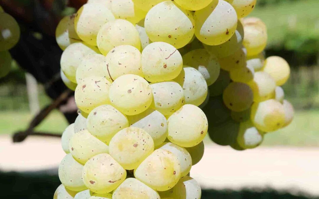 Riesling renano